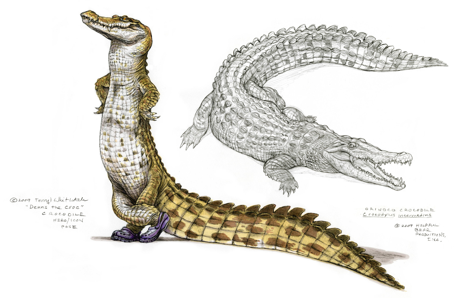Croc wearing Crocs and crocodile study