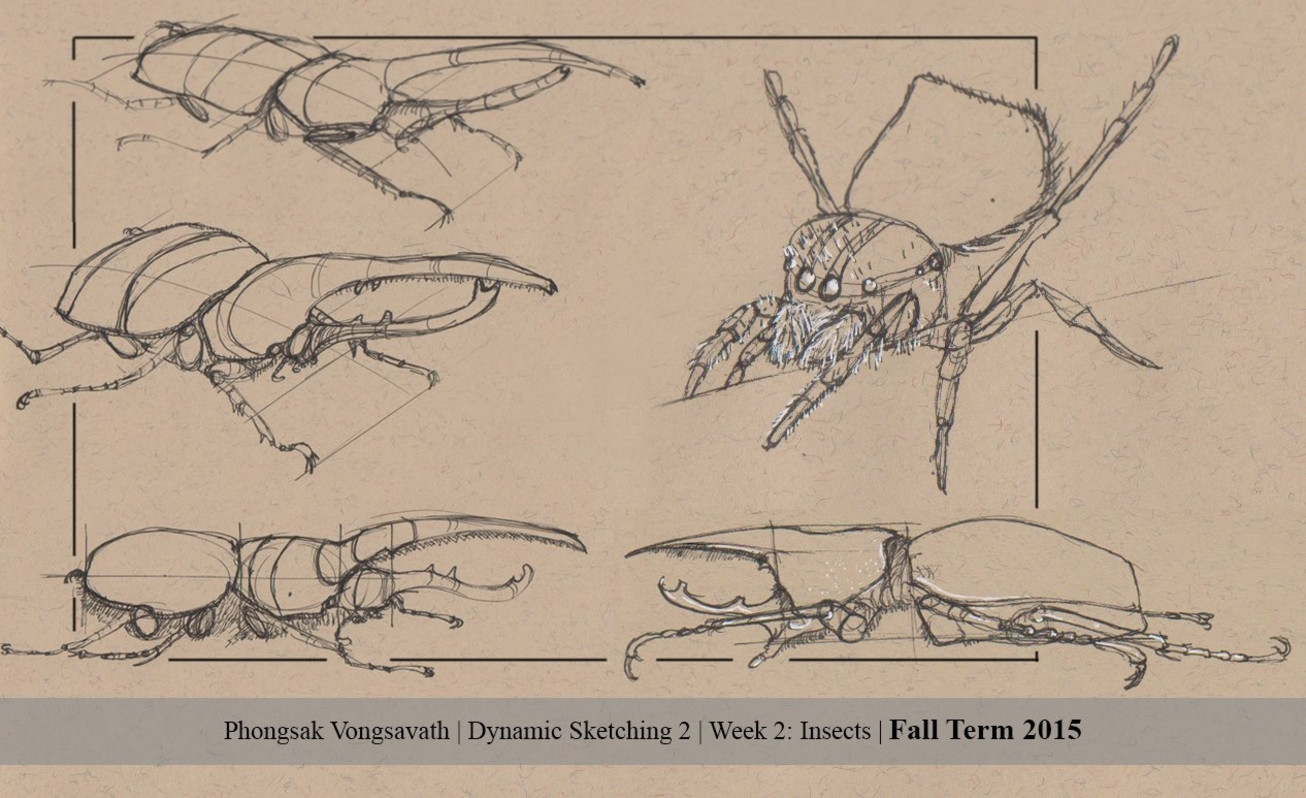 Foundation Patreon  Dynamic Sketching  Insects  Premium Courses Online