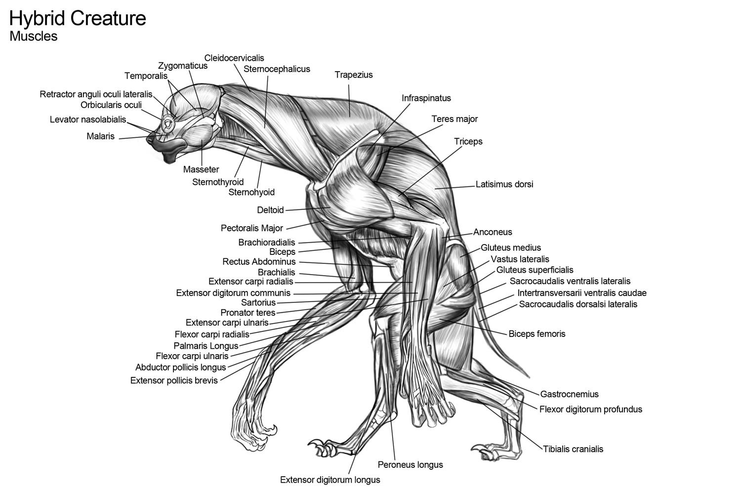 Raul Ramos - Creature Anatomy 01- Human Hyena Hybrid