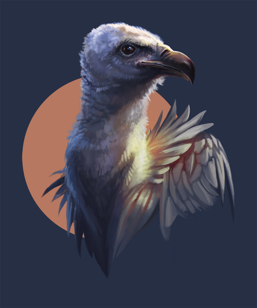 Gyps fulvus