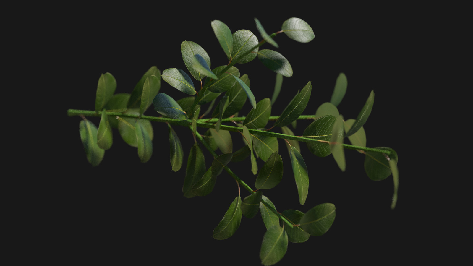 Buxus twig