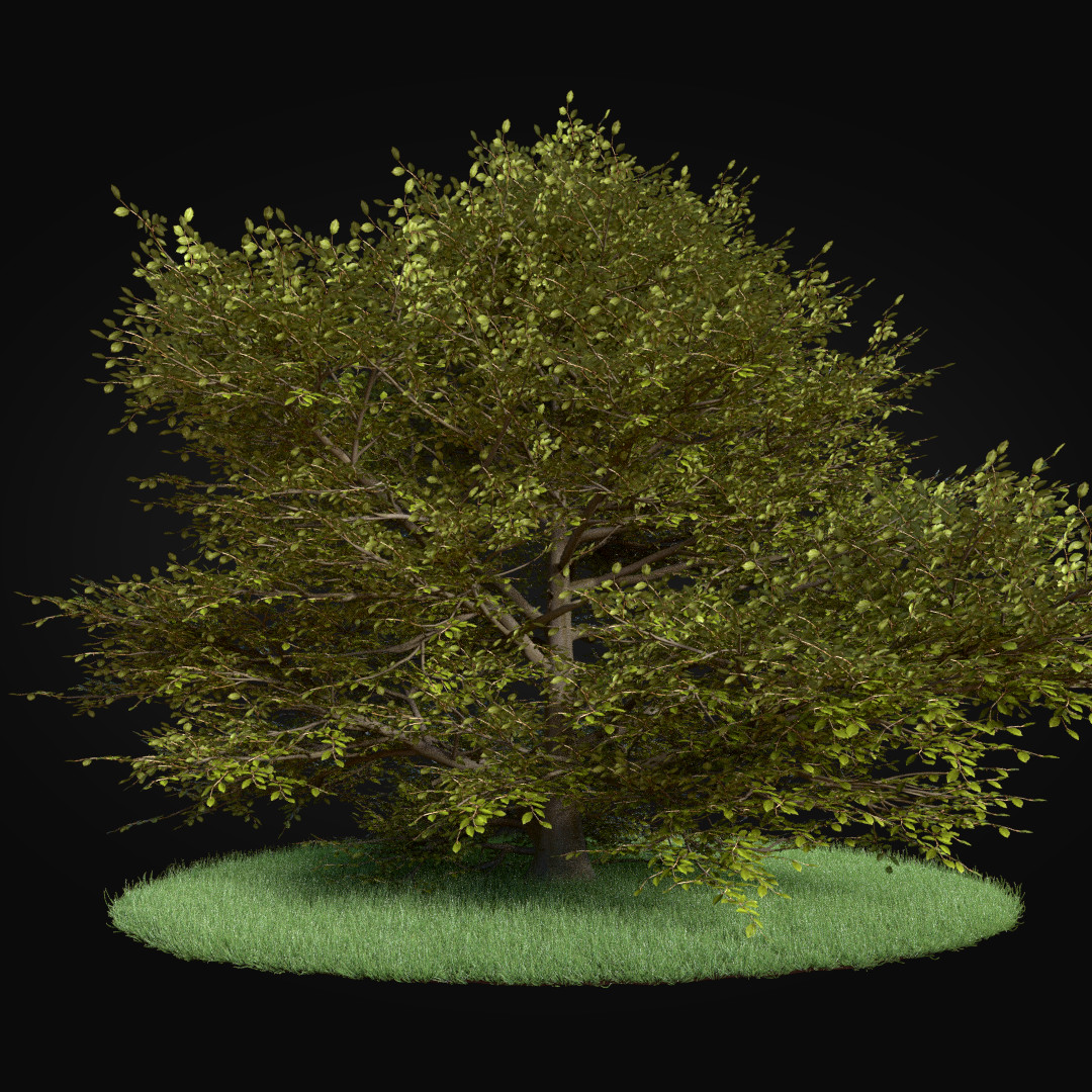 Beech tree