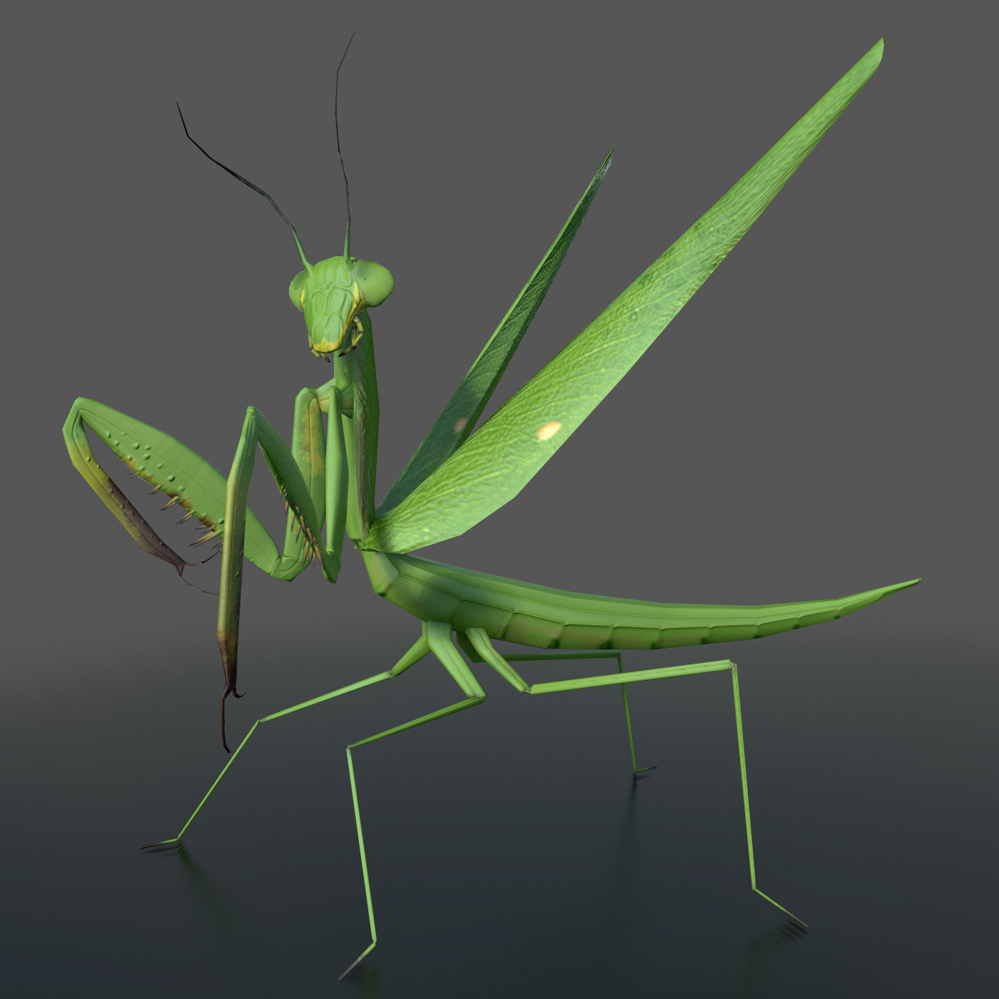 Mantis animation. Богомолов Ischnomantis Gigas. Сb2 Mantis. Praying Mantis. Poundcakeart praying Mantis.