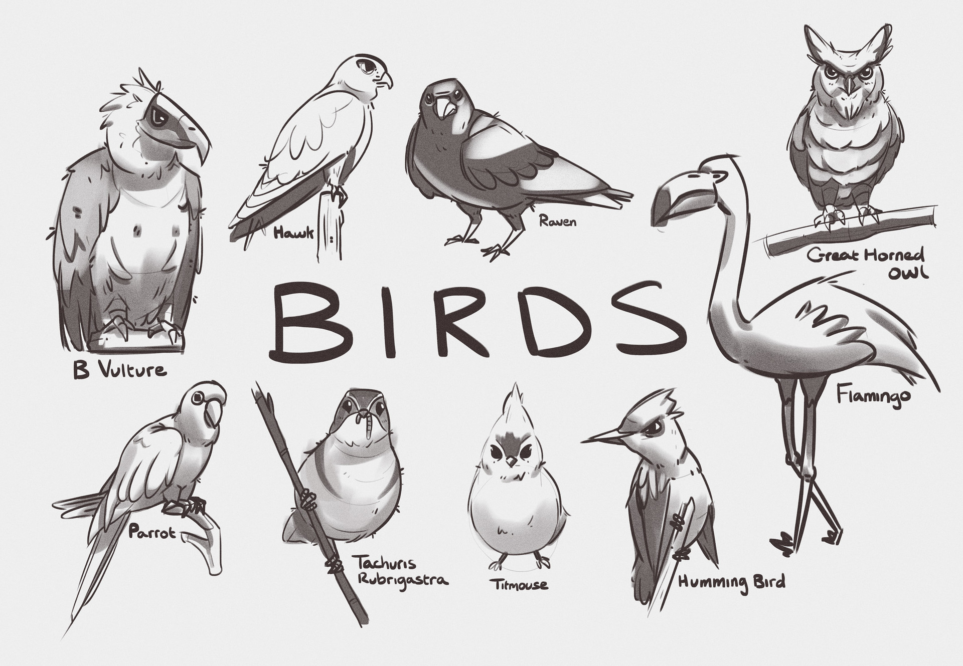 ArtStation - Bird Studies