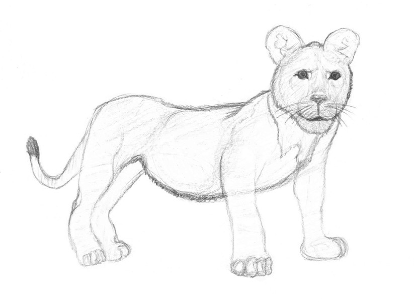 eBook Drawing Animals in Pencil  If you can hold a pencil you can draw  animals  EasyToDrawcom