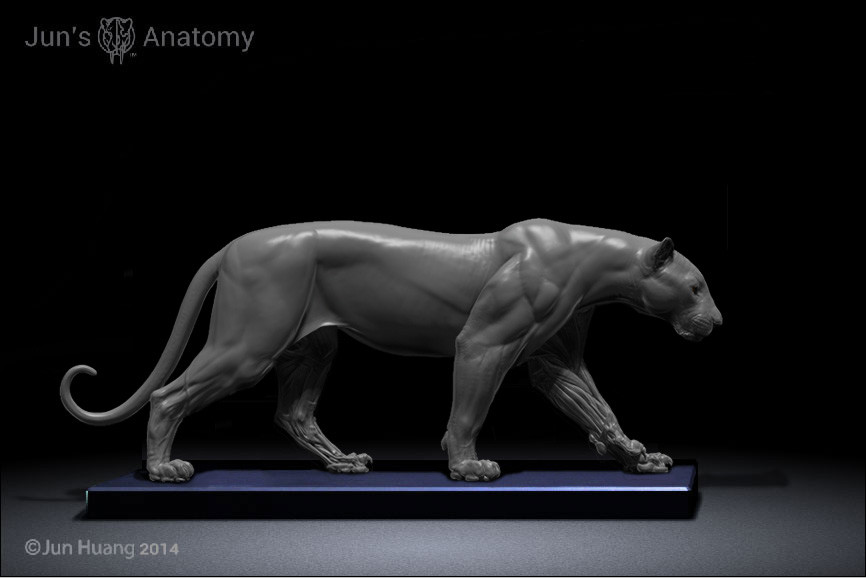 Jun Huang - Leopard anatomy model