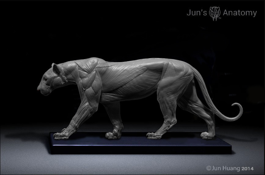 ArtStation - Leopard anatomy model, Jun Huang