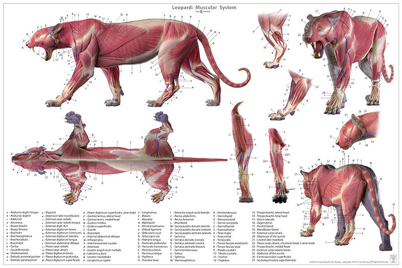 Jun Huang - Leopard anatomy model