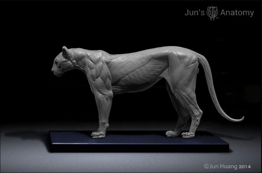 ArtStation - Cougar anatomy model, Jun Huang