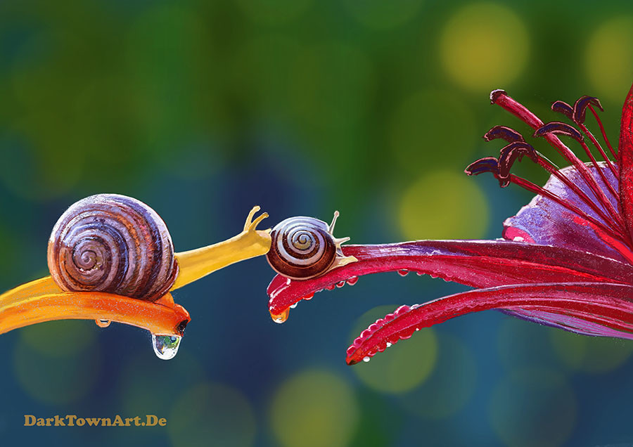 Studies of Snails + Video