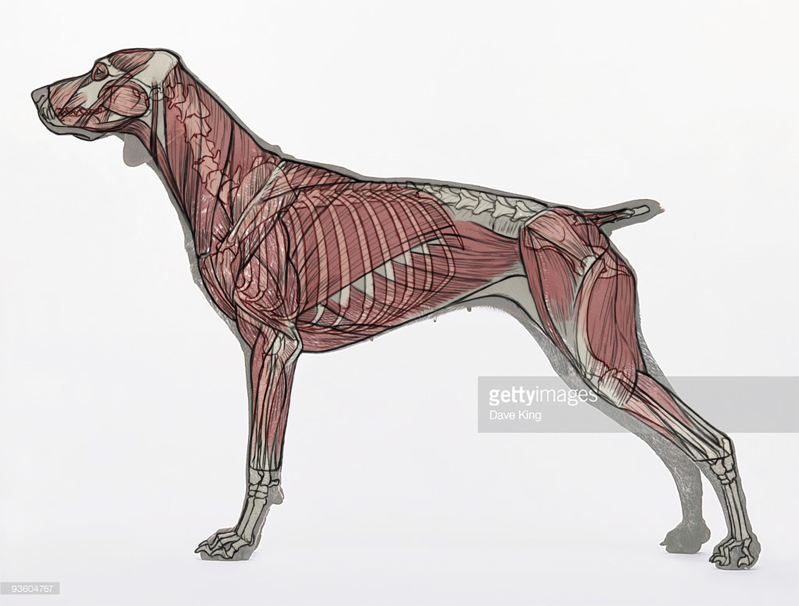 Claire Sanchez Dog anatomy