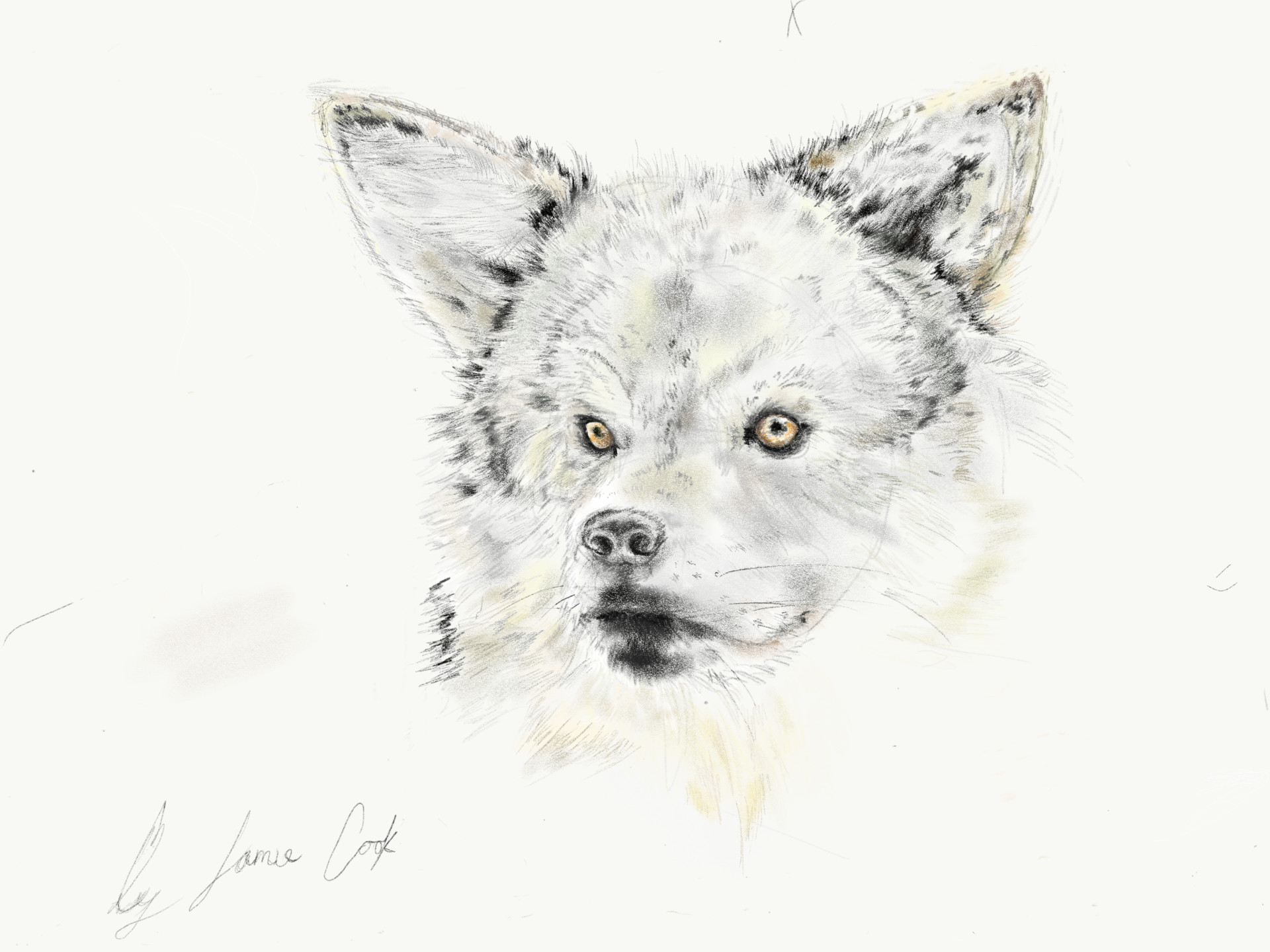 Artstation Pug Face Jamie Cook