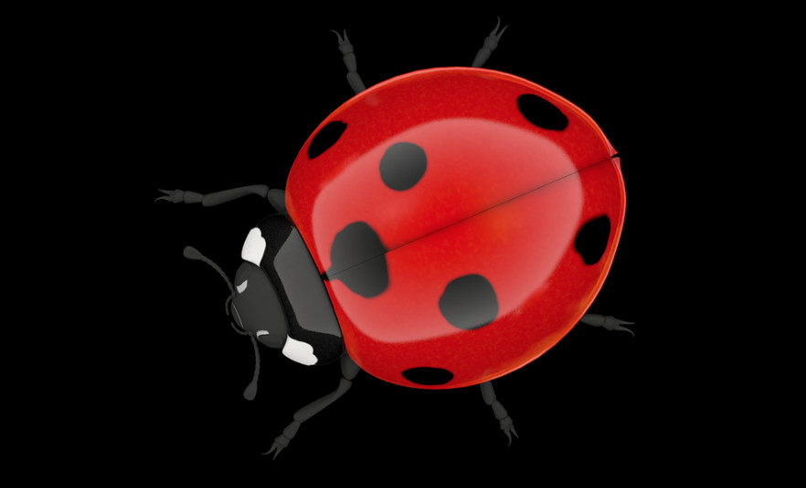 Anthony Beyer-Lady Bug project 1