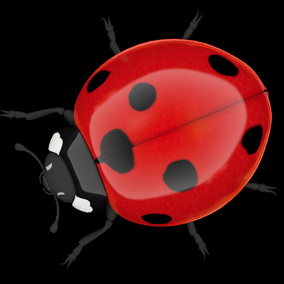 Anthony beyer anthony beyer ladybug 3