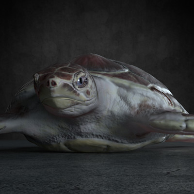 Robert gutierrez sea turtle with material 3
