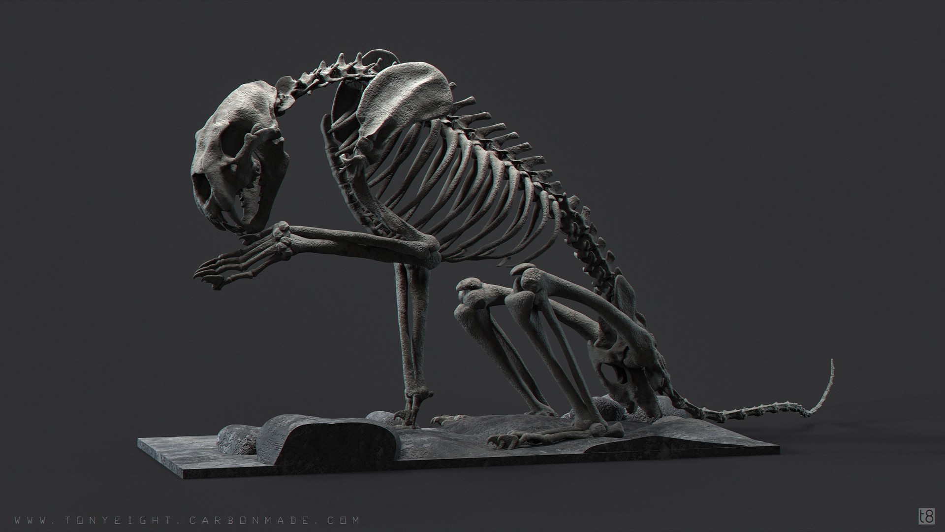 Artstation Big Cat Skeleton Studies