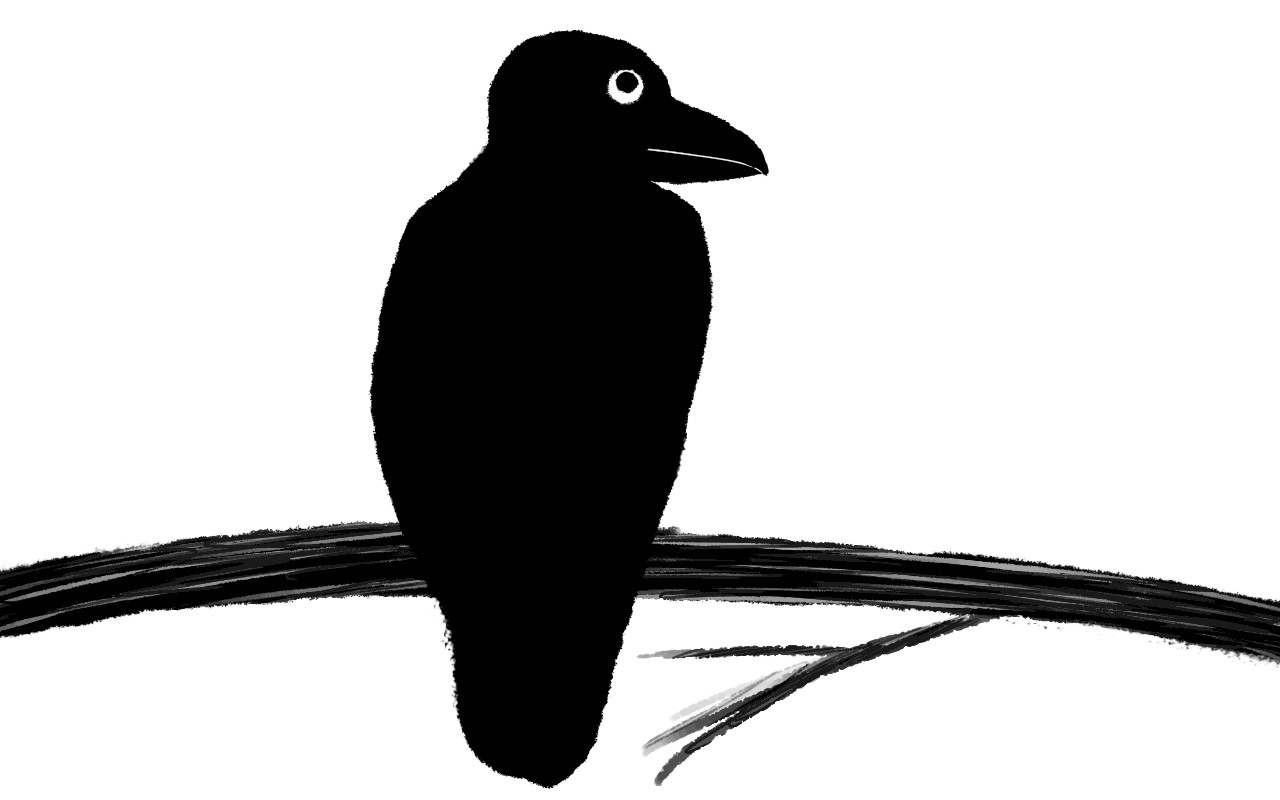 Raven Drawing Animation