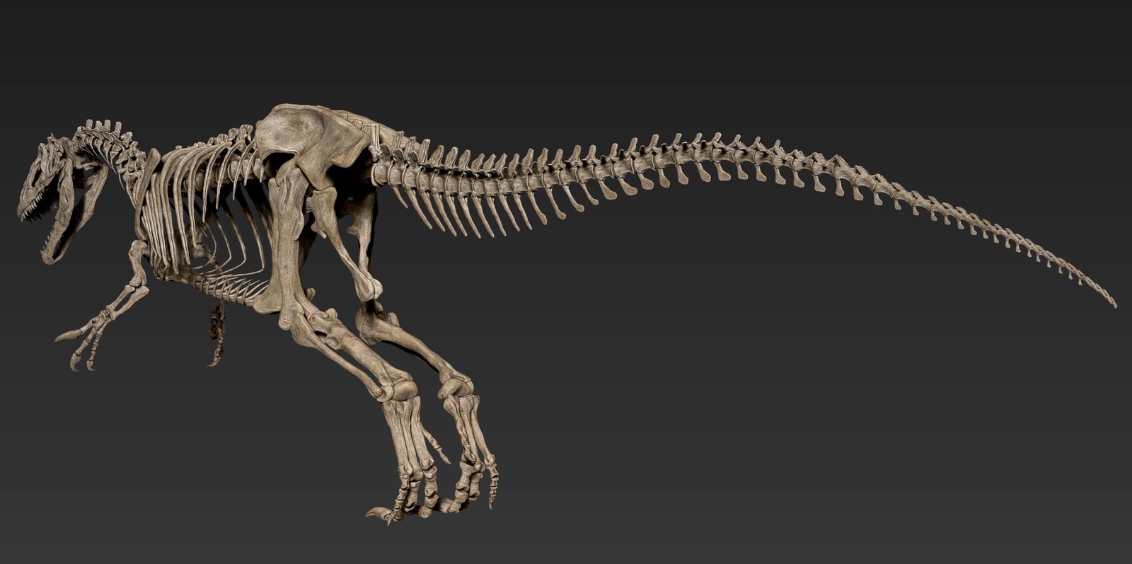 Vitamin Imagination - The skeleton of Allosaurus