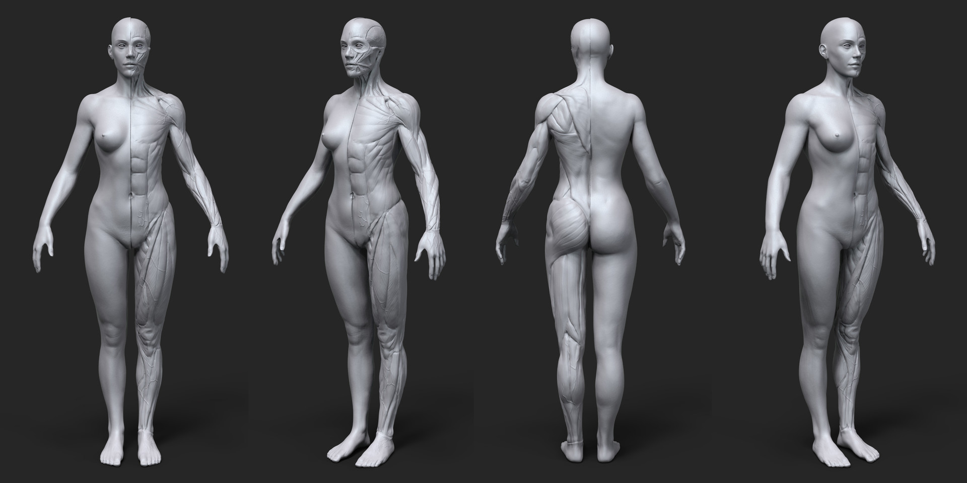 Female Anatomy For Artist