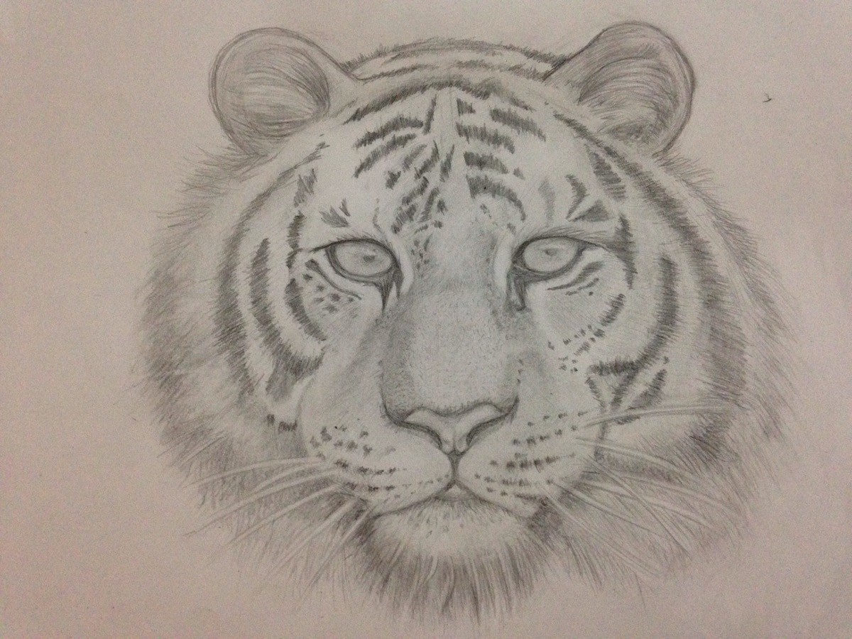 Tiger Drawing by Paul Stowe  Saatchi Art