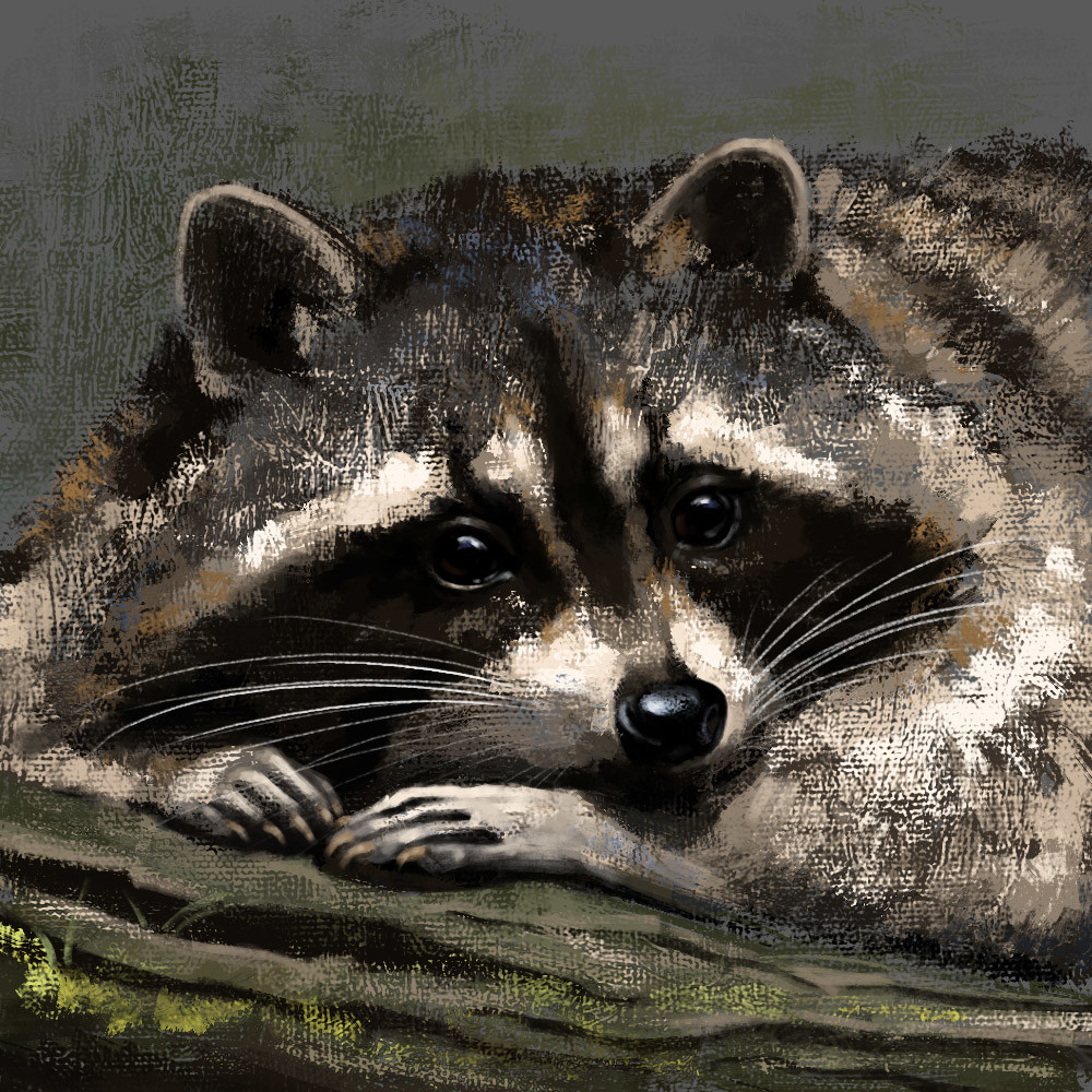 ArtStation - raccoon sketch