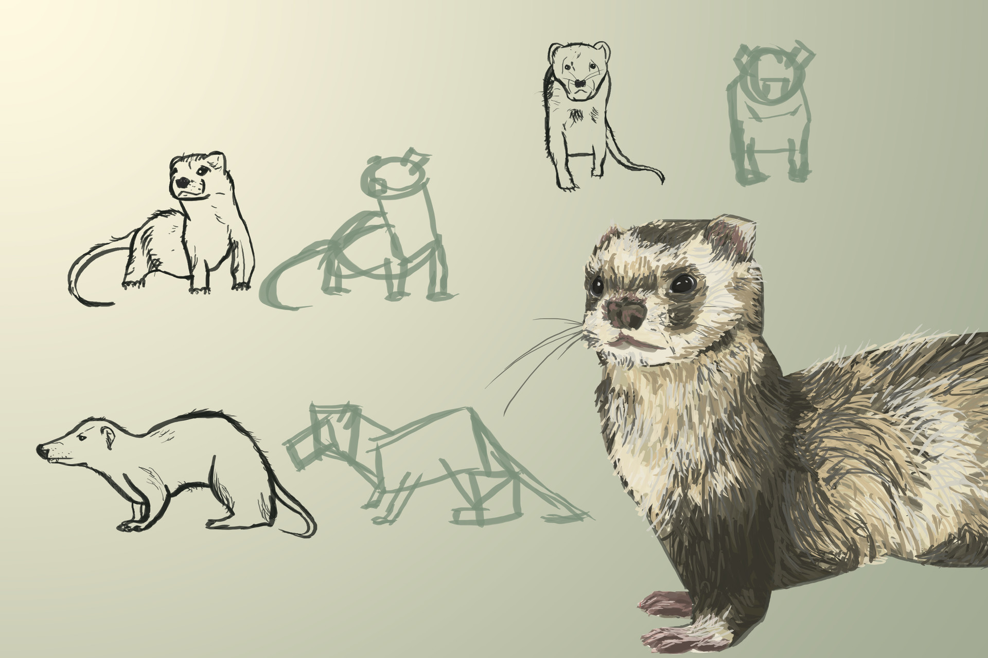 Ferret around cheap