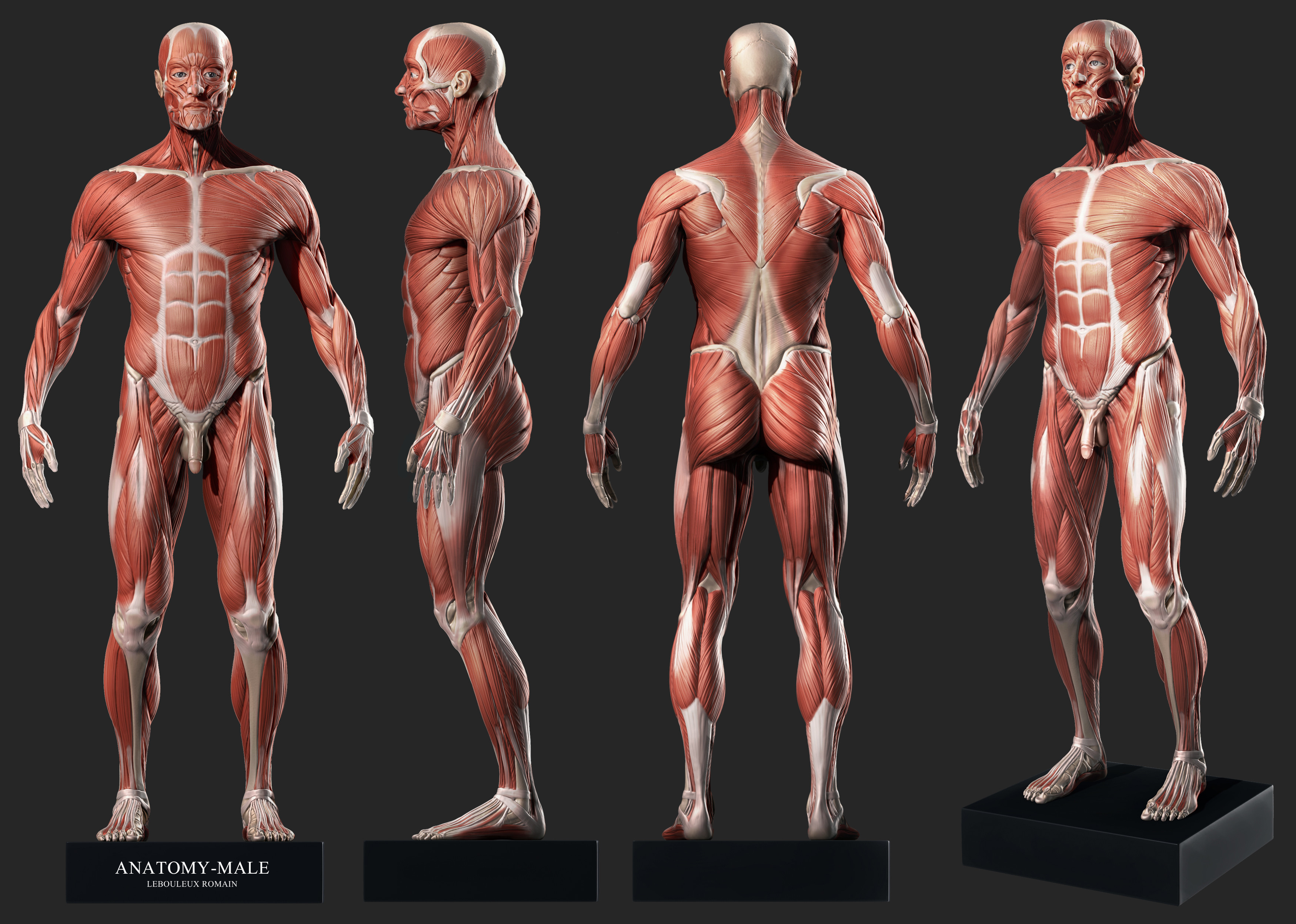 Anatomy pro. Мышечный скелет референс. ХЬЮМАН диджитал боди анатомия. Анатомия человека мышцы 3д. Анатомия для 3d моделлеров.