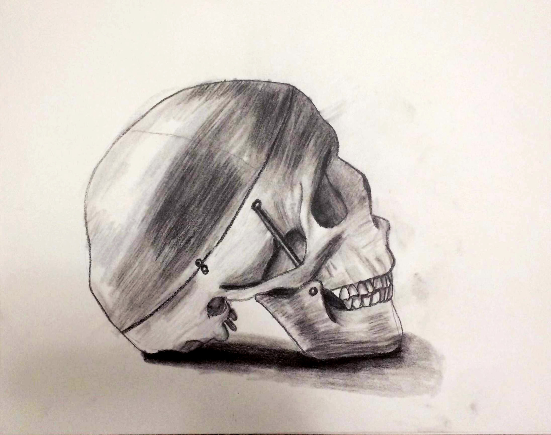 ArtStation - Studies of a Skull