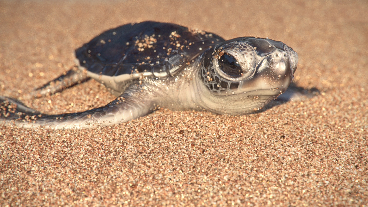 Artstation Baby Green Sea Turtle Tanina Matola