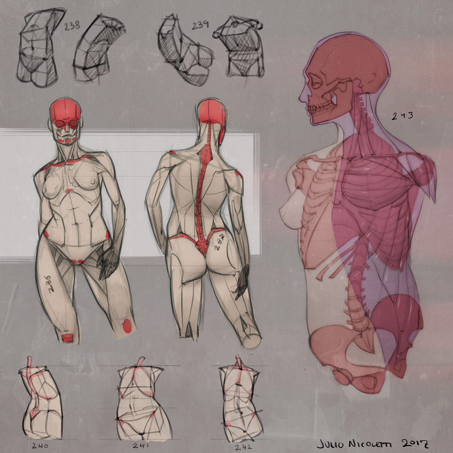 Анатомия тела человека для художников. Поэтапная анатомия для художников. Пластическая анатомия годфрид балес. Анатомия рисовать. Тело человека референс анатомия.