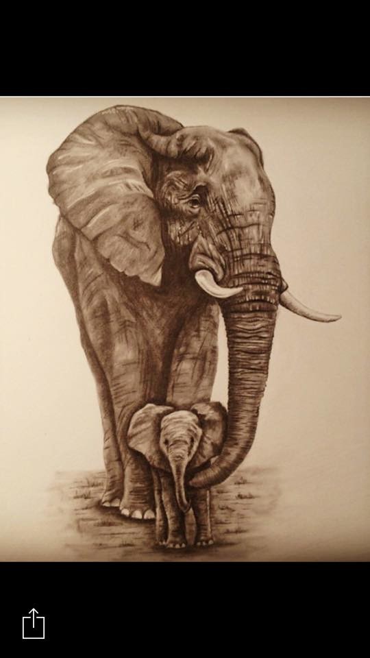Artstation Elephant Pencil Drawing Sally Morris