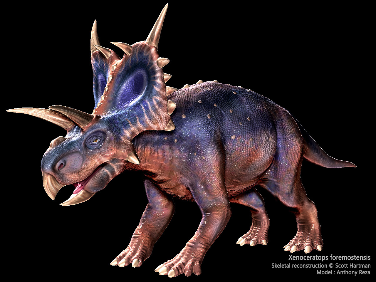 Бицепсы трицератопсы кощей. Xenoceratops foremostensis. Коллекта Ксеноцератопс. Динозавр Трицератопс. Хамелеон Трицератопс.