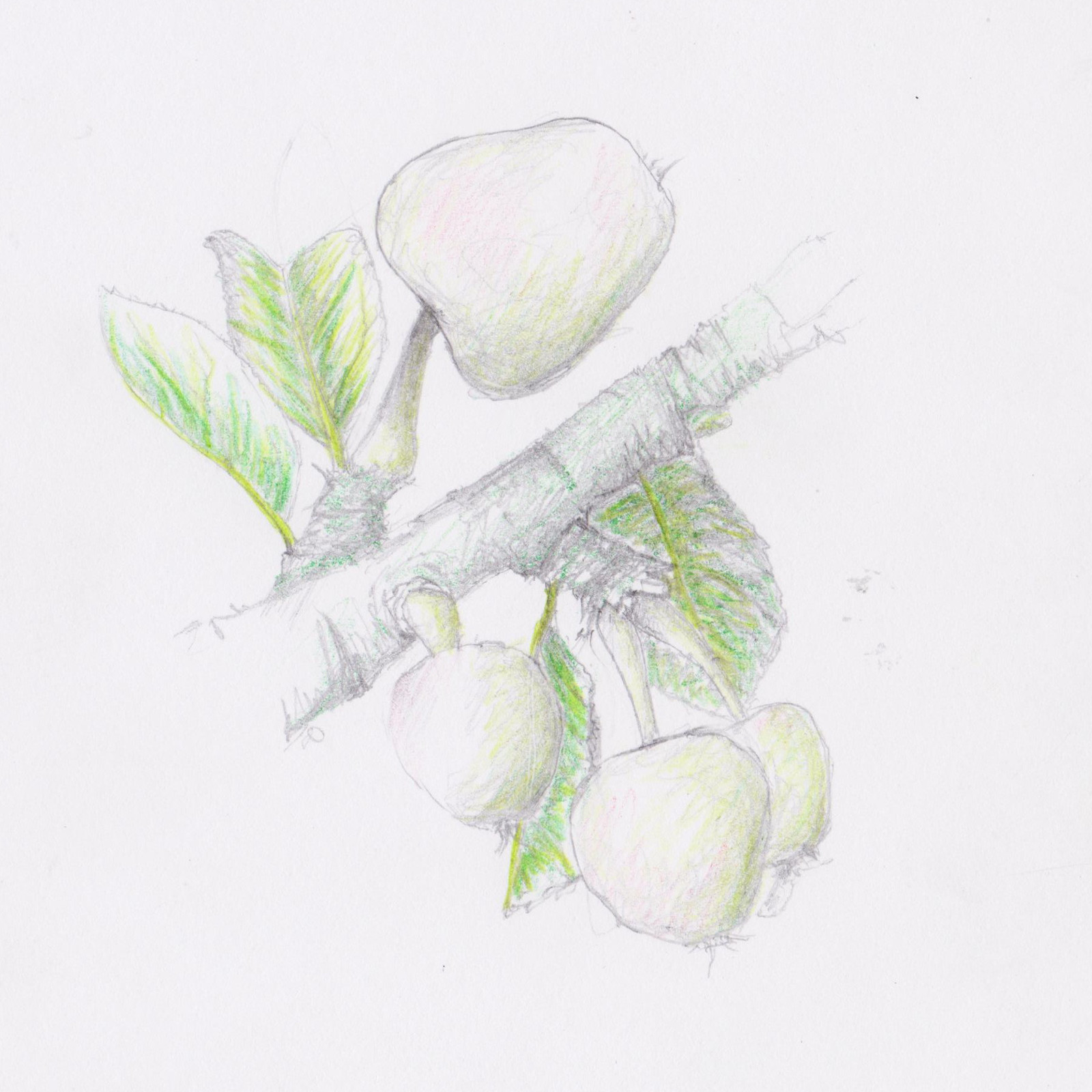 young apples
