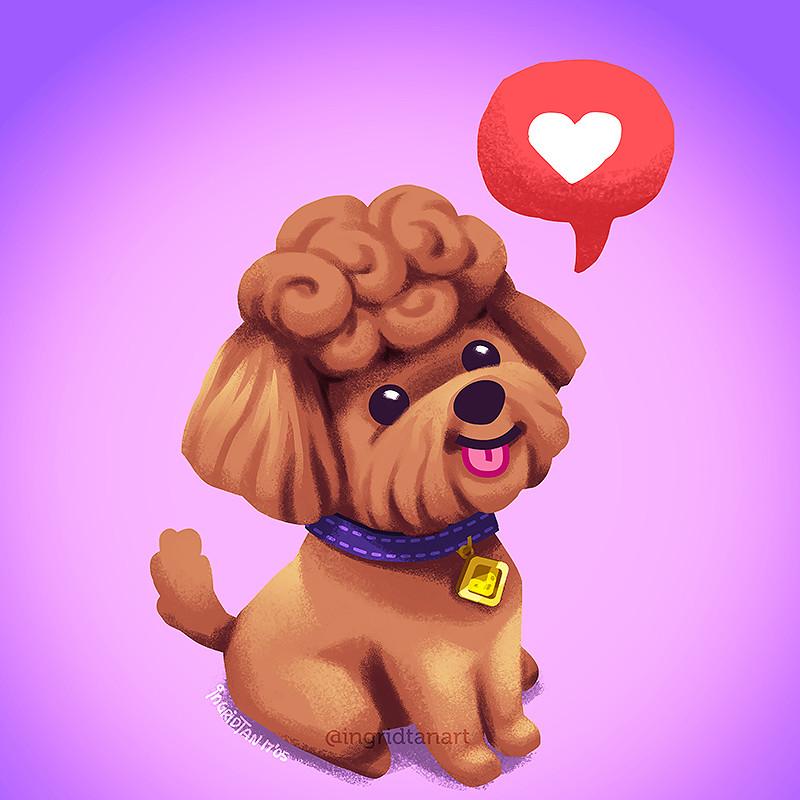 Tan toy poodle sale