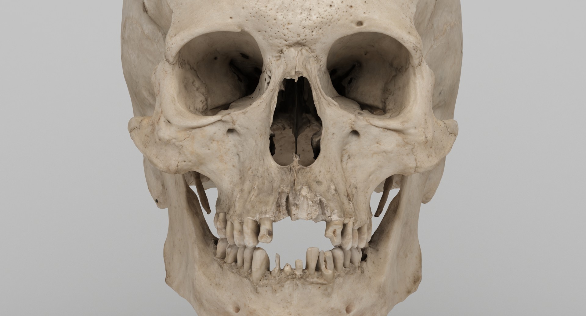 Artstation Skull 3d Scan Inigo Bilbao