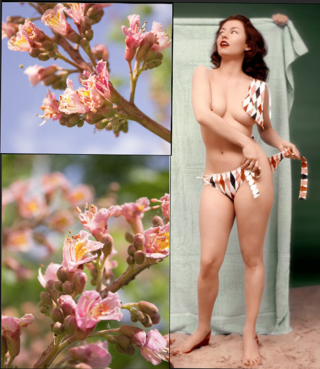 Screenshot from PureRef program with my references. Photos of flowers I took myself, and the model is Alice Denham (January 21, 1927 – January 27, 2016) 

60th Anniversary Playmate Alice Denham, Miss July 1956.
Source: komodo.pw
