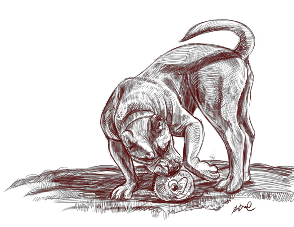 Pitbull Dog Drawing Photo لم يسبق له مثيل الصور Tier3 Xyz