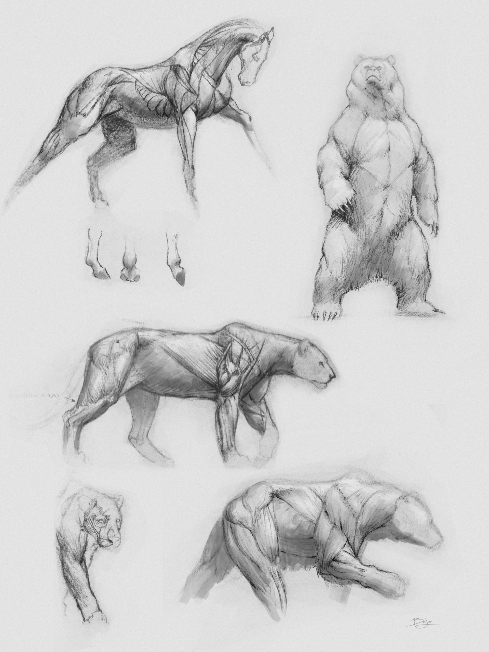 ArtStation - Animal anatomy sketches