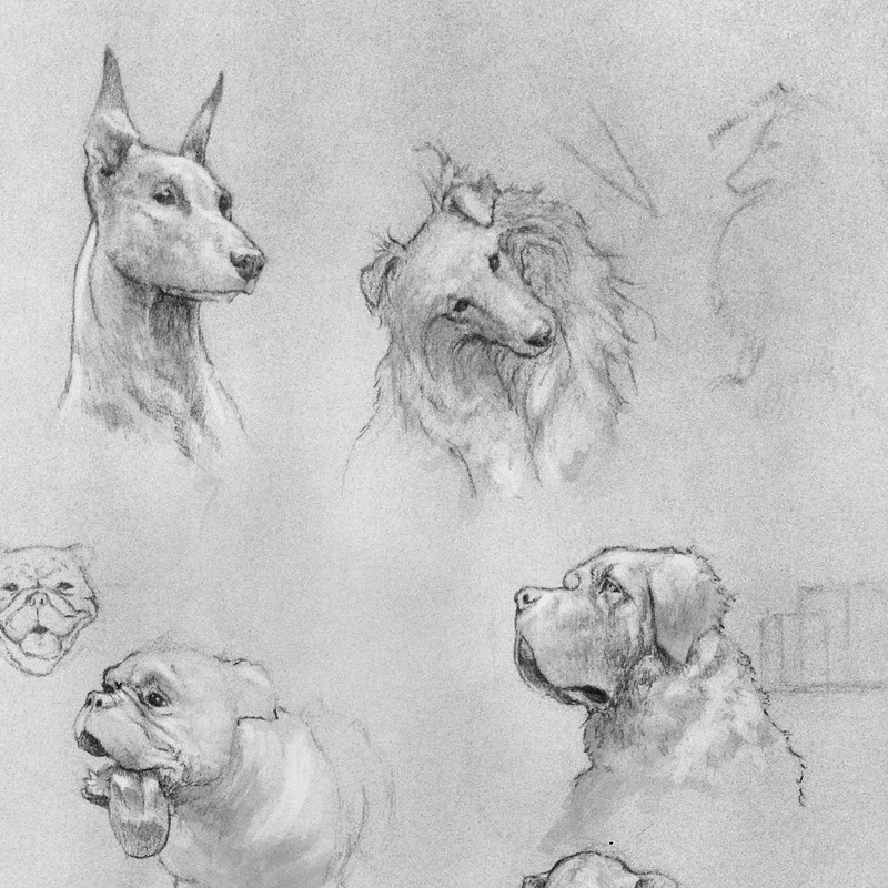 Dog Sketches