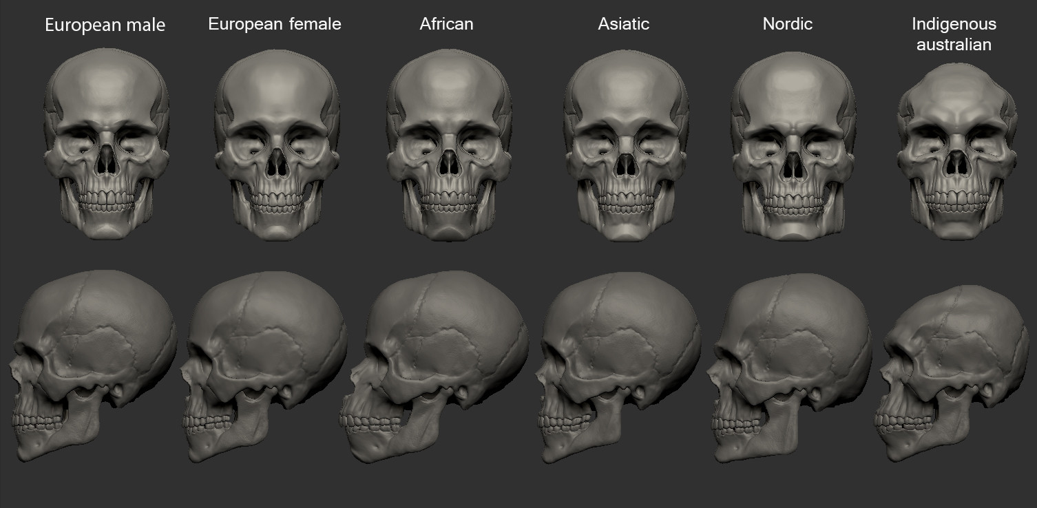Artstation Skull Variations Of Female And Ethnic Groups Juan Jose Palomo Gil
