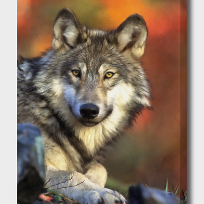 Eddie christian autumnwolf canvas