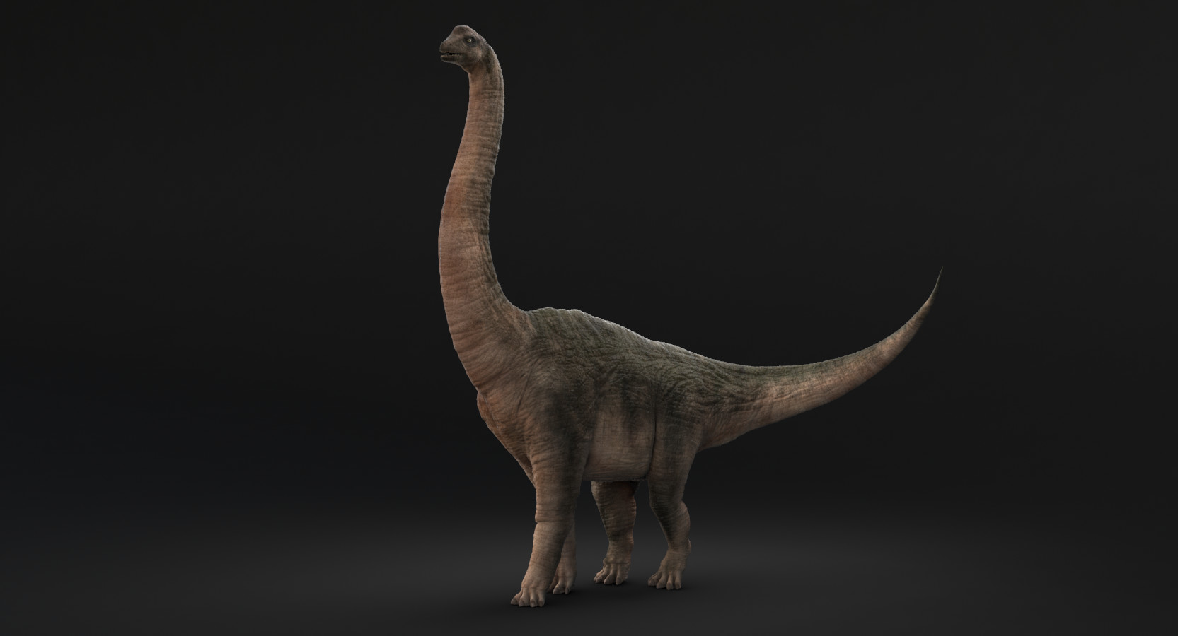 brachiosaurus view in 3d