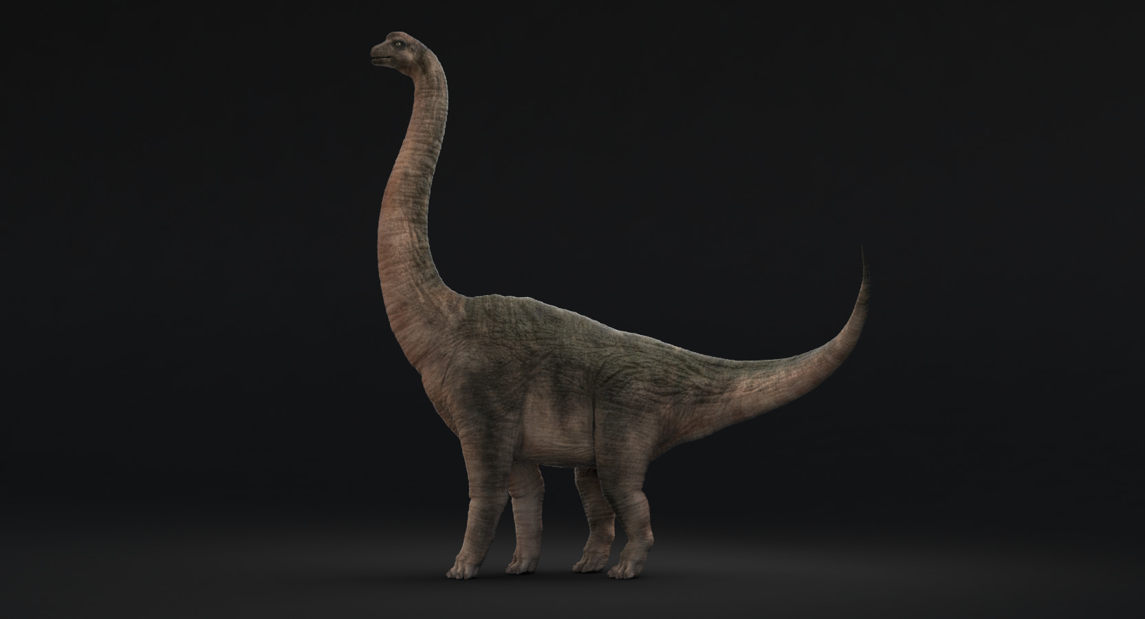 Artstation Brachiosaurus 3d Model Gosha Simonov