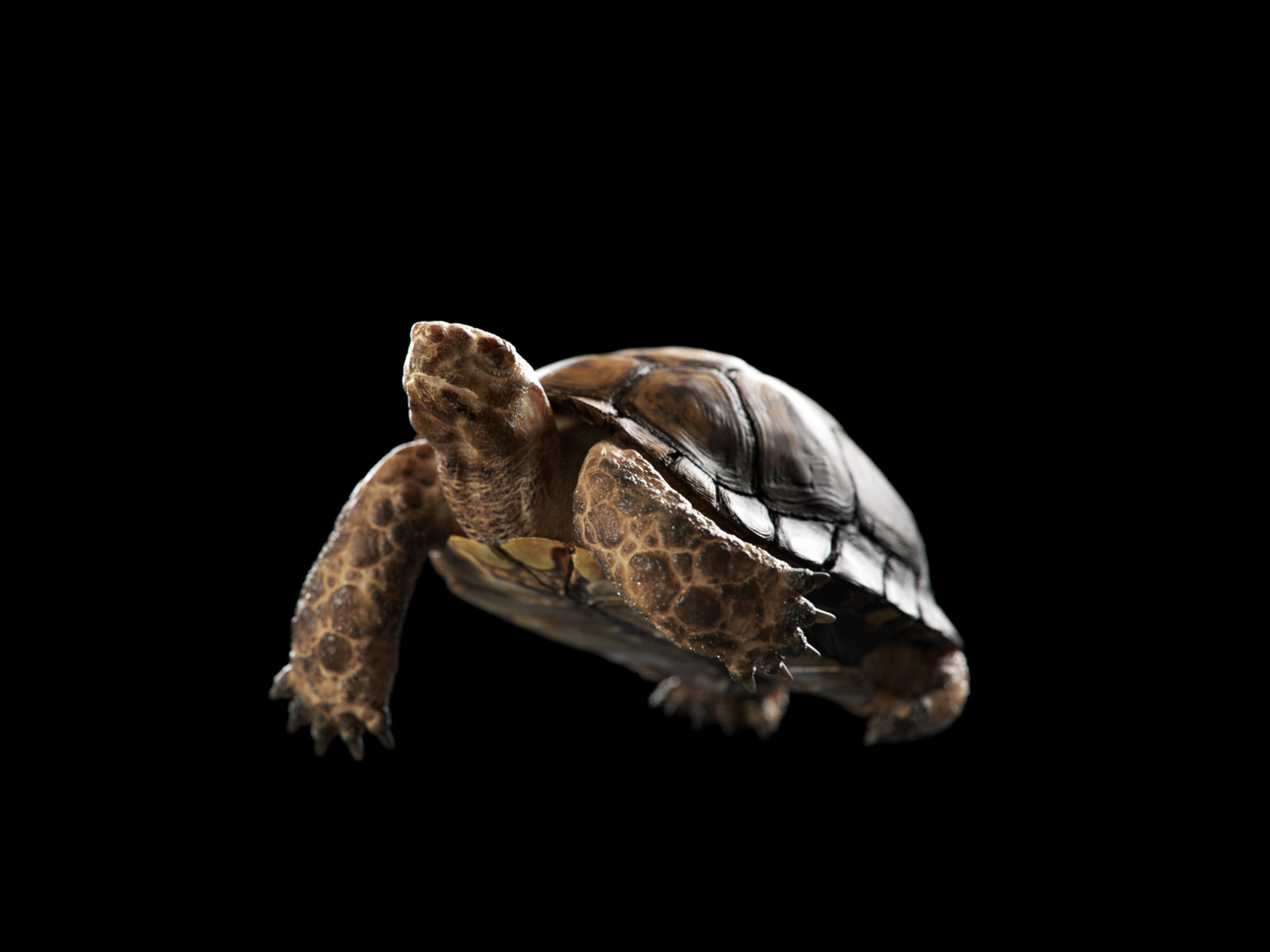 damian-bilinski-turtle02.jpg?1498819965