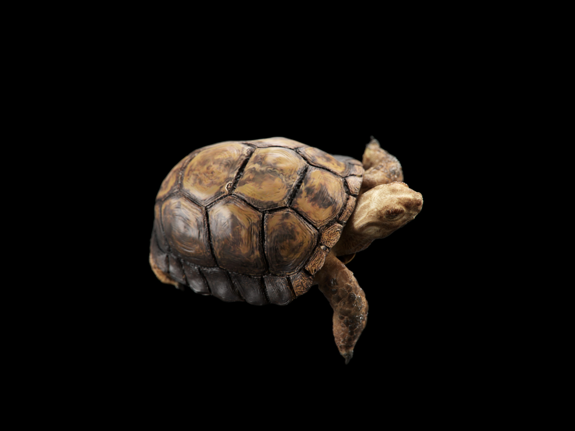 damian-bilinski-turtle04.jpg?1498819972