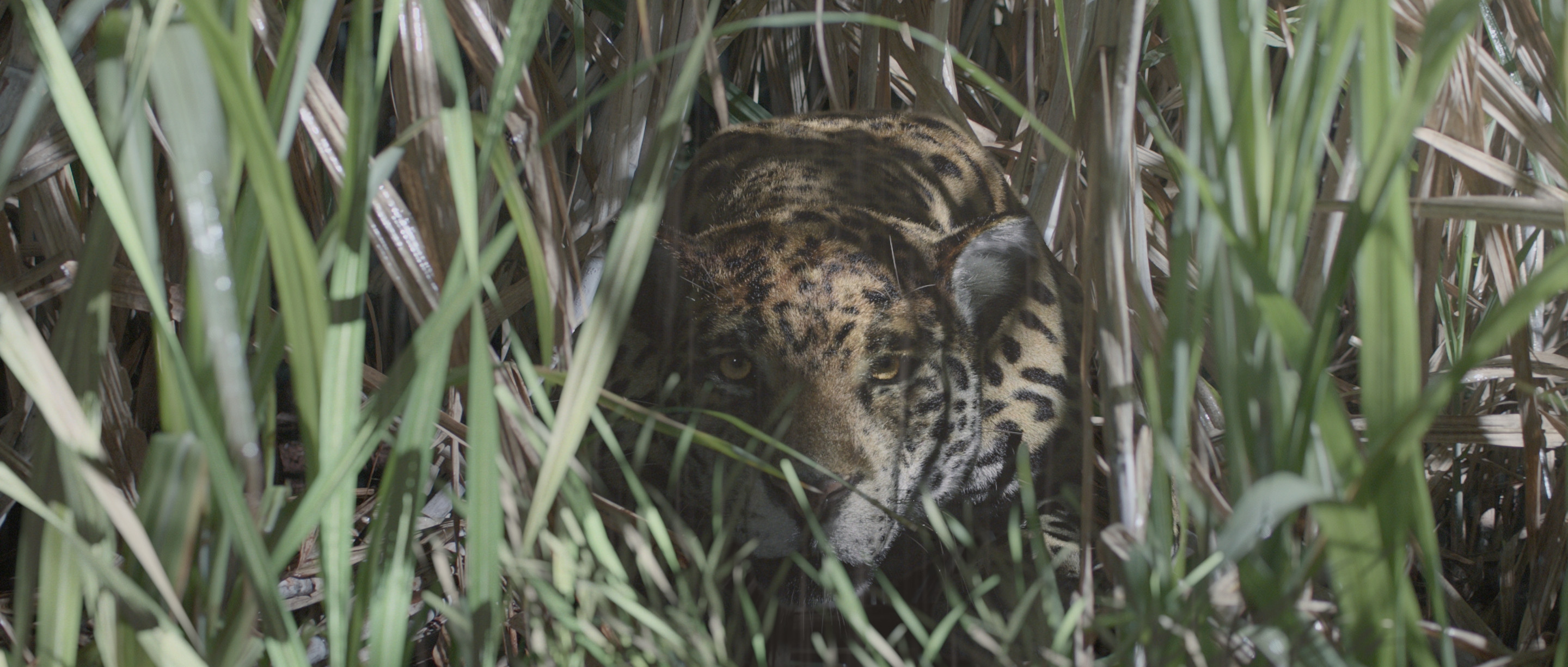 A still from a shot featuring the CG Jaguar