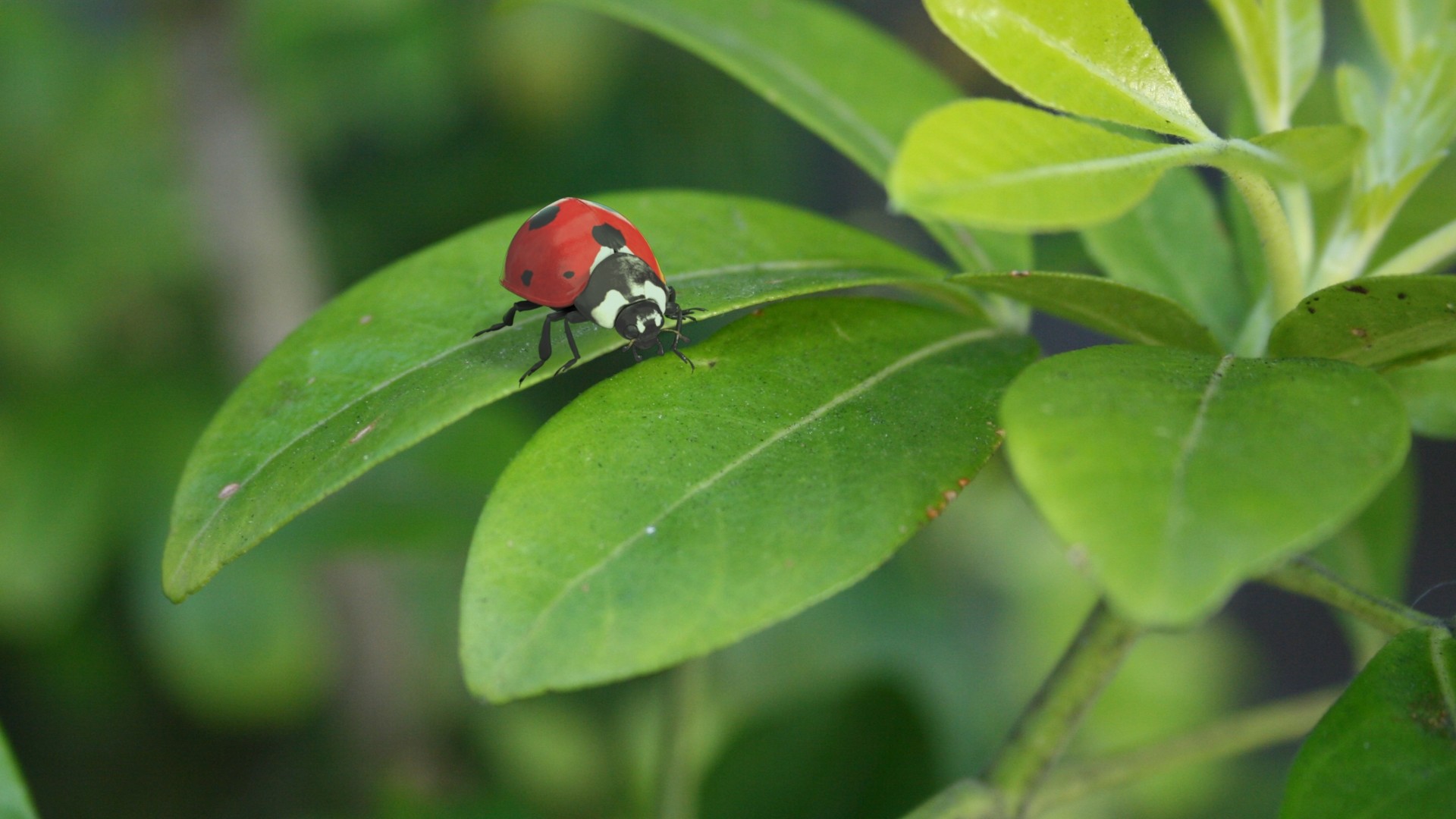 ArtStation - ladybug