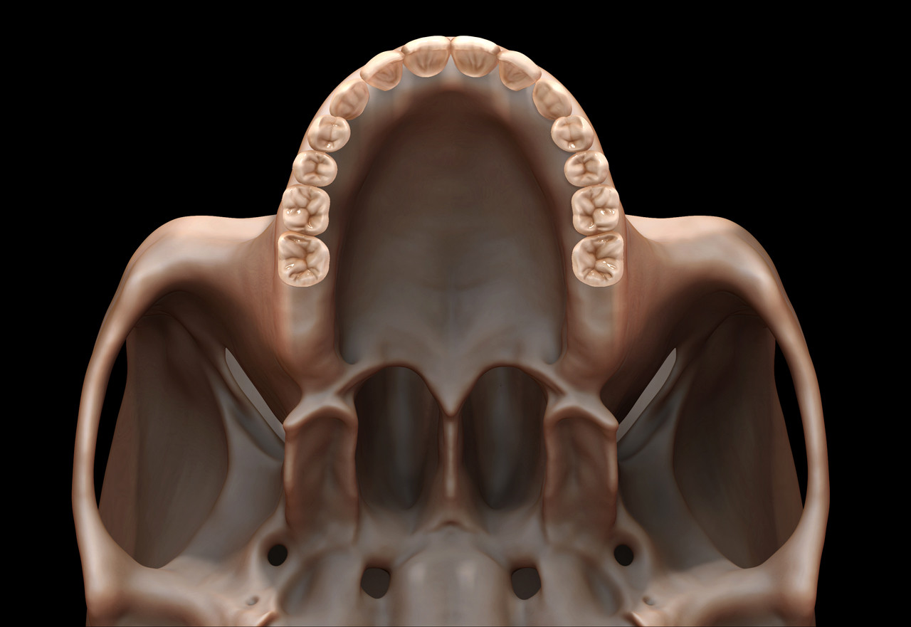 Teeth anatomy study