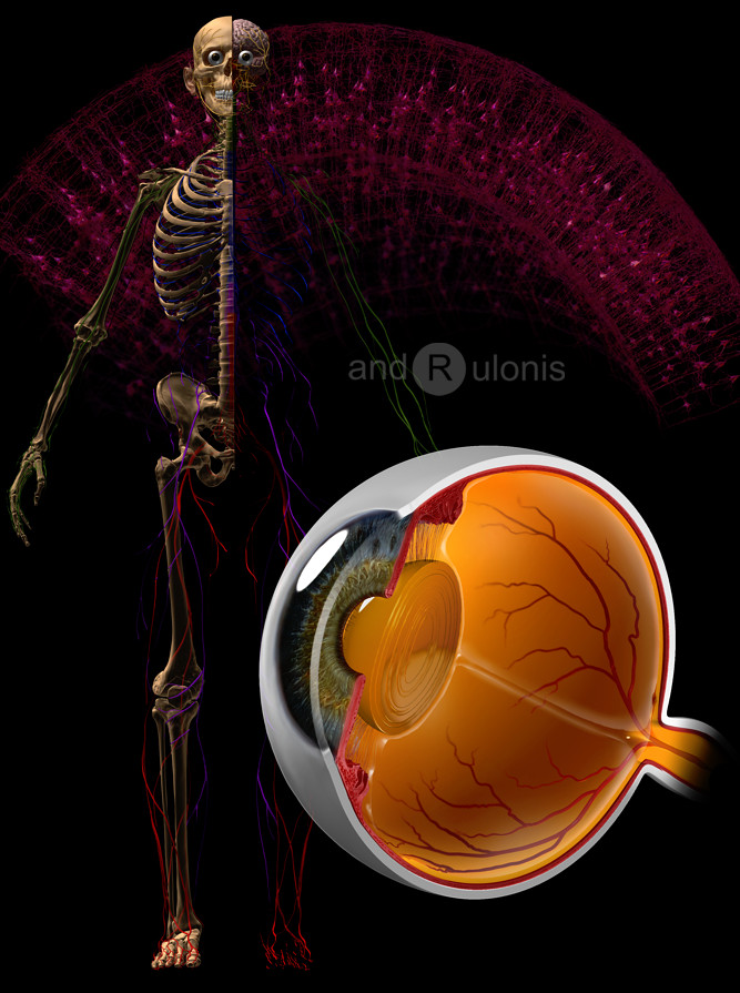 eye