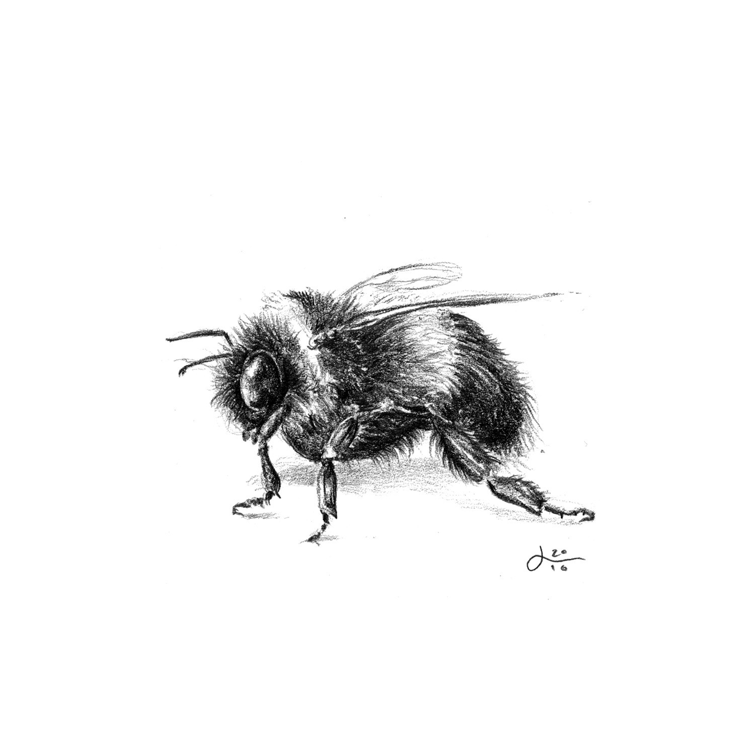 Honeybee Worker Bee Queen And Drone Illustrations HighRes Vector Graphic   Getty Images
